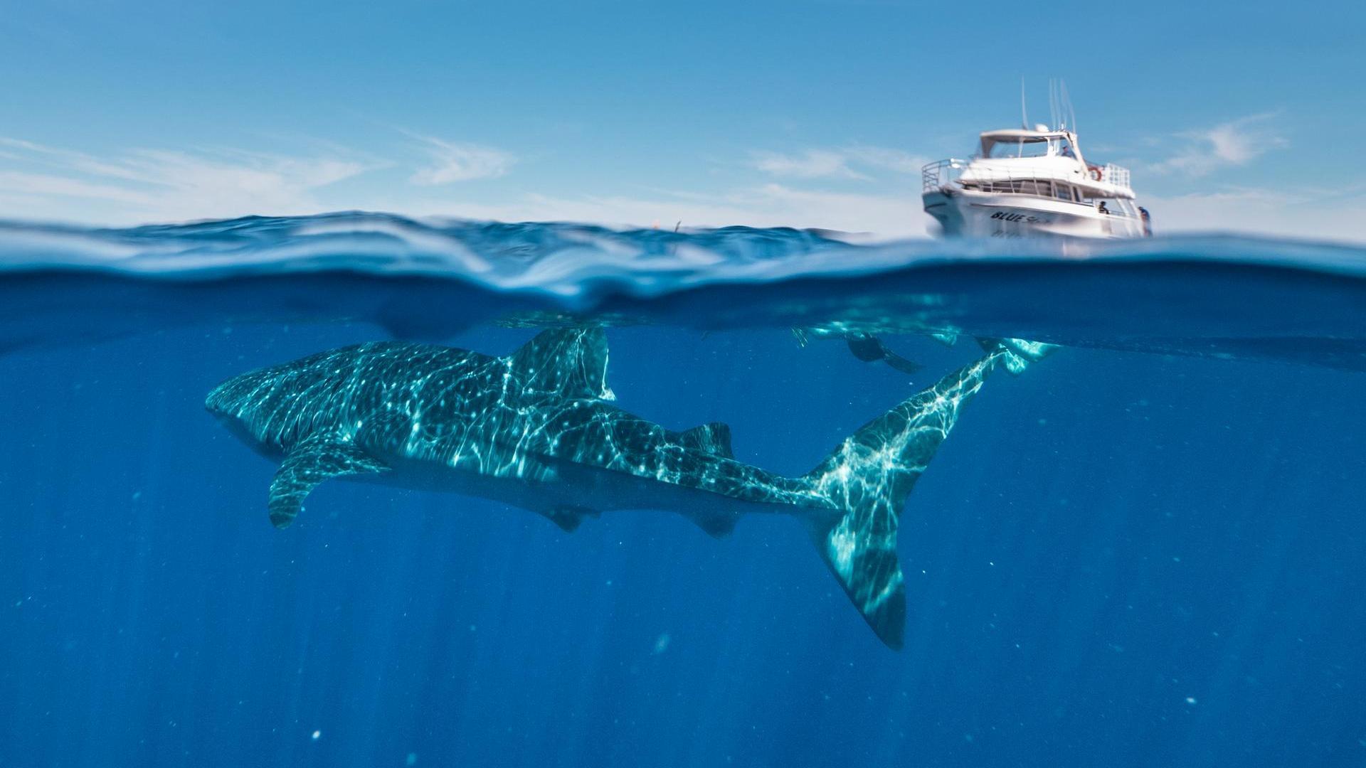 A diver swims underwater with a whale shark in the foreground, beneath a boat full of people watching on