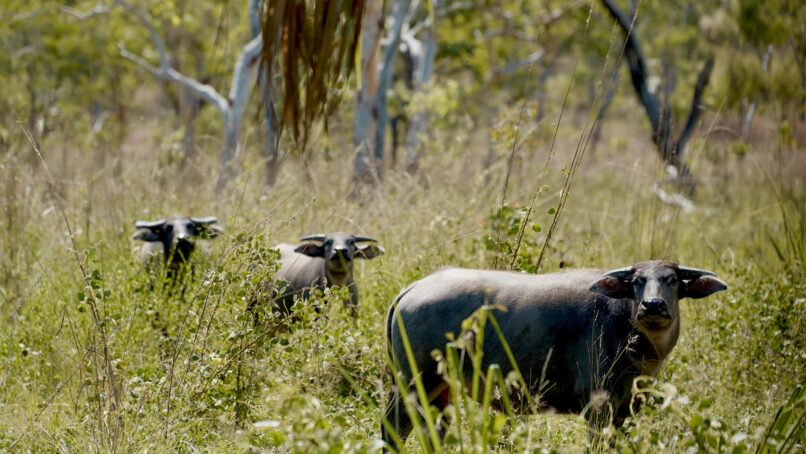 OS Arnhem Land Murwangi Arafura Swamp Buffalo 11