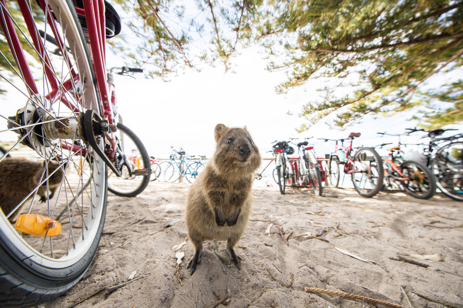 Quokka on Rottnest Island - Journey Beyond