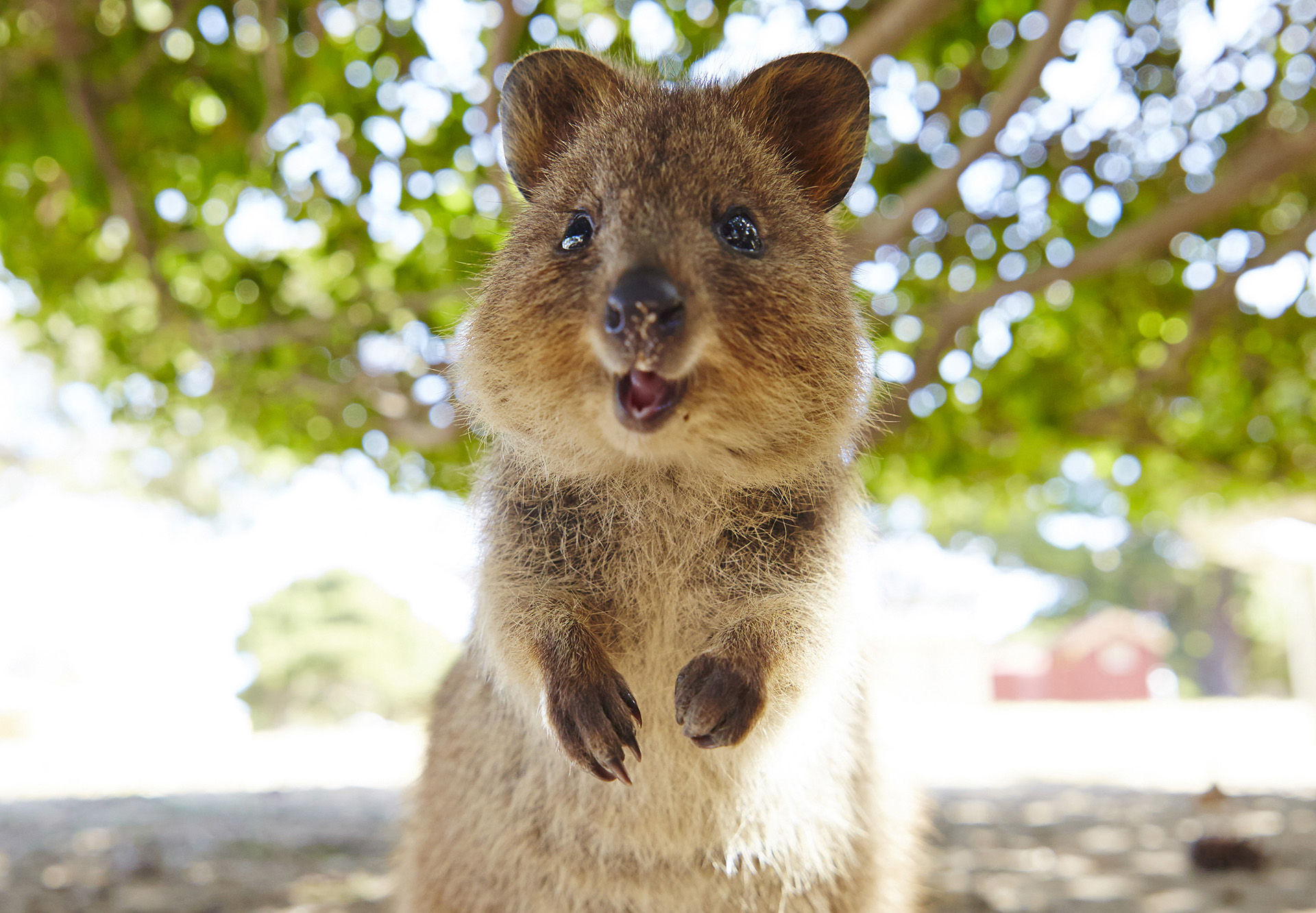 REX Rottnest Island Smiling Quokka 1920 Journey Beyond