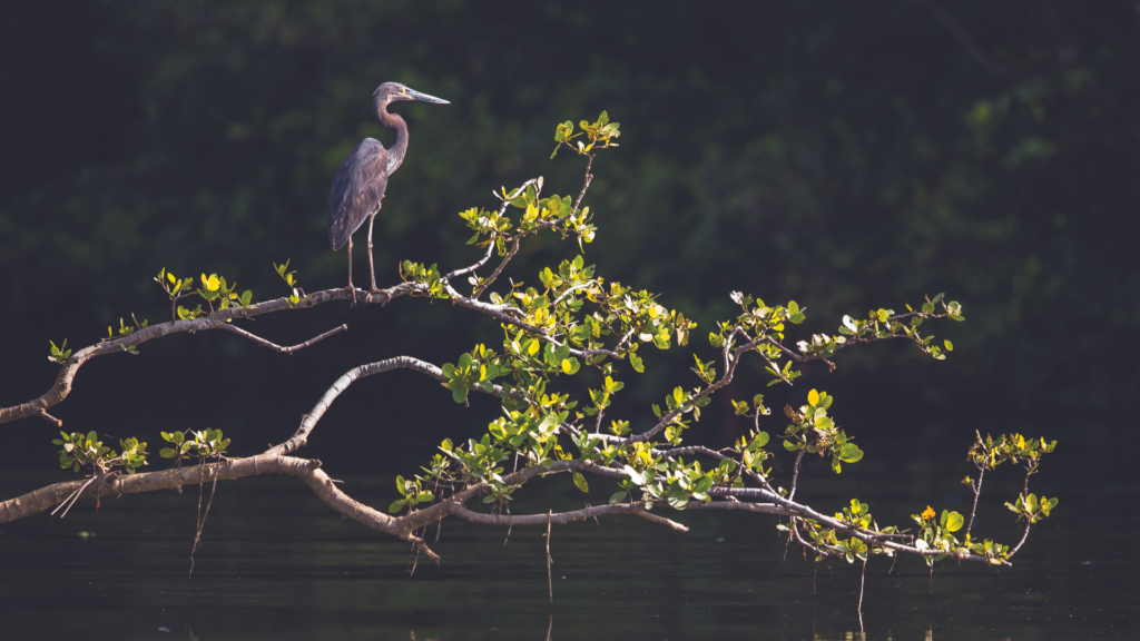 Captured from Water